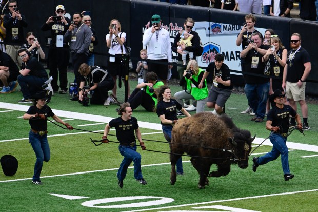 Ralphie runs before the start of the Black and Gold spring football game at Folsom Field in Boulder on Saturday, April 11, 2026. (Matthew Jonas/Staff Photographer)