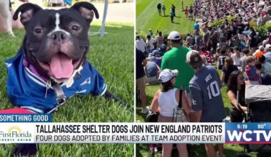 Something Good: Tallahassee shelter dogs join New England Patriots for adoption event