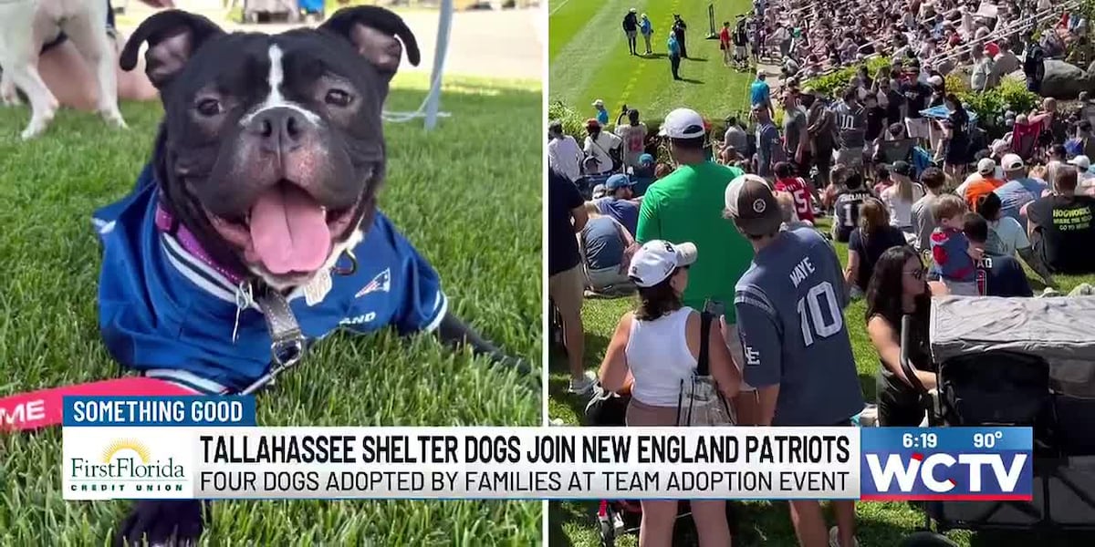 Something Good: Tallahassee shelter dogs join New England Patriots for adoption event