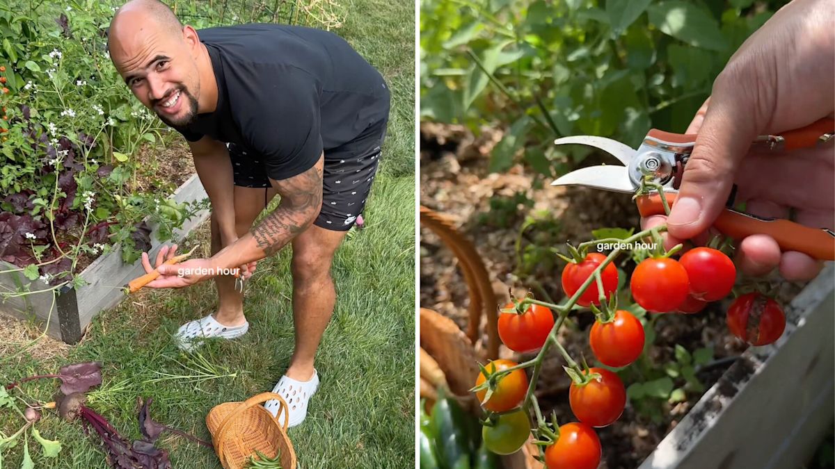 NFL star Zach Baun returns to surprise harvest after leaving garden for 6 weeks