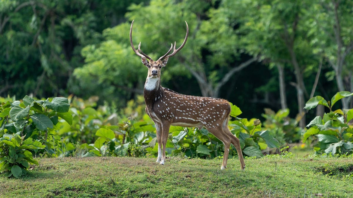 spotted axis deer stands in a clearing