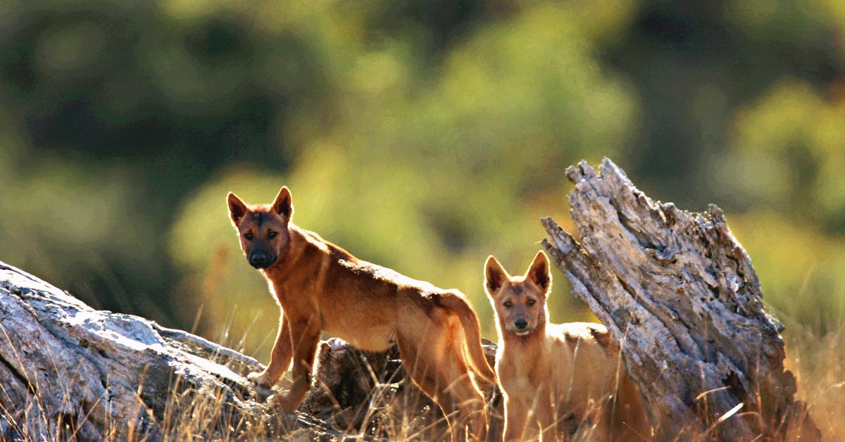 Wednesday Flakes Brings You Raiola’s New NIL Deal, NHL & NBA Playoffs, & Dingos