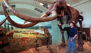 'It became this really cool thing': Utah's long history with mammoths