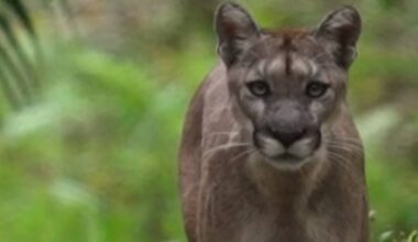 The population of panthers in Florida is decreasing