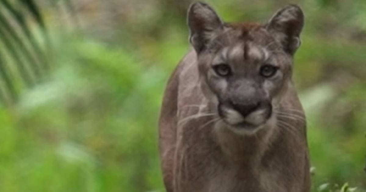 The population of panthers in Florida is decreasing