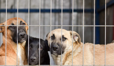 Love Hockey, And Dogs? The Stanley Pup Is Back | WEBN