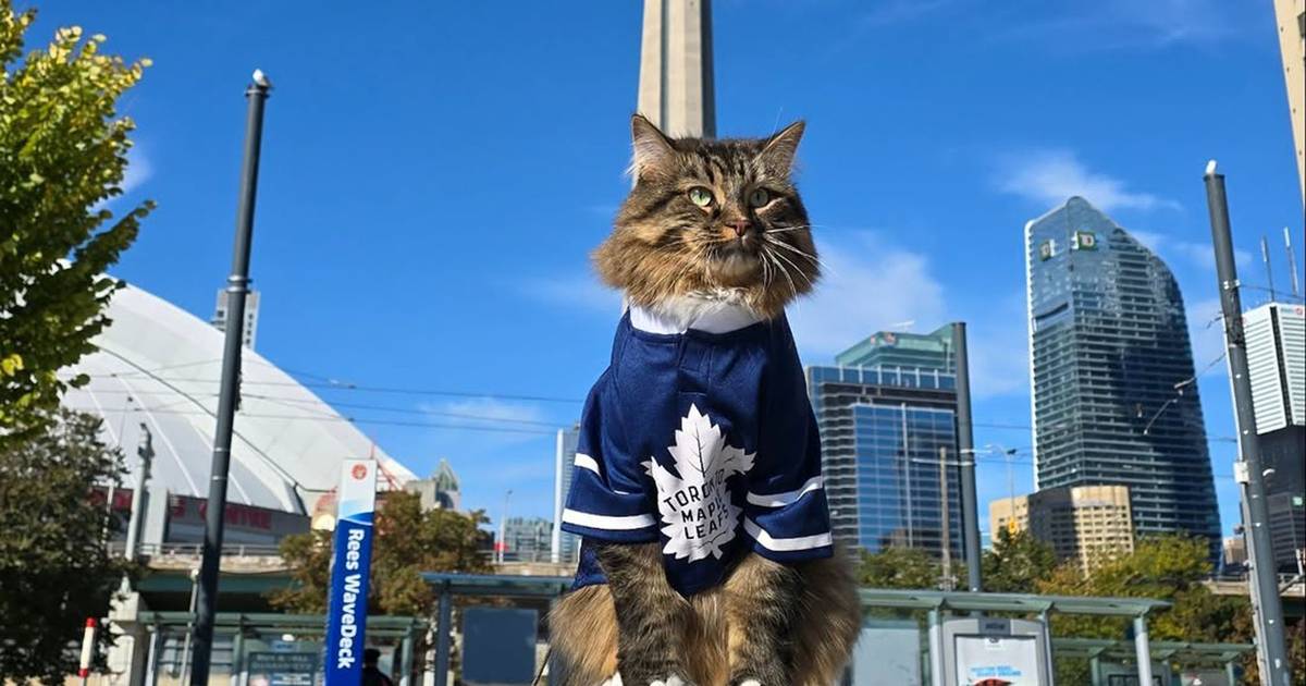 This die-hard Toronto Maple Leafs fan just happens to be a cat