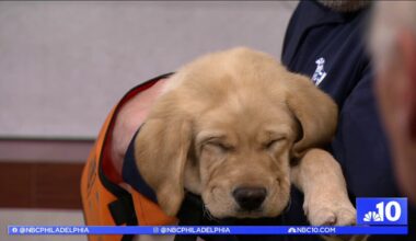 This adorable pup joined the Philadelphia Flyers. Here’s why  – NBC10 Philadelphia