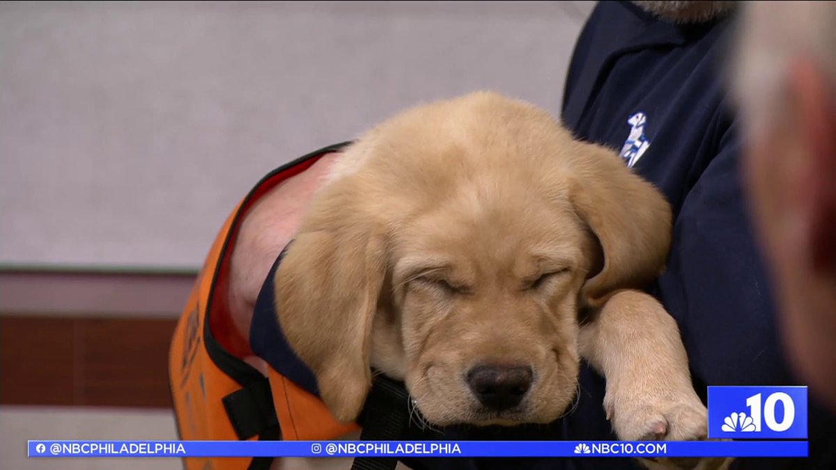 This adorable pup joined the Philadelphia Flyers. Here’s why  – NBC10 Philadelphia