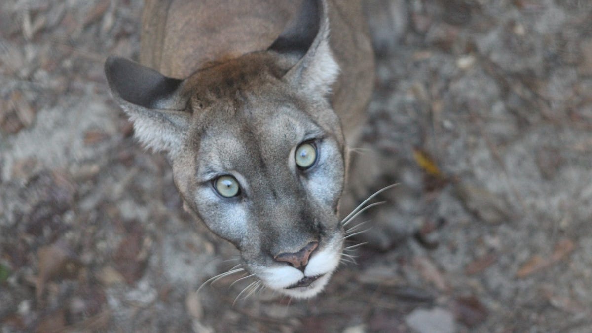 Beloved Florida panther, Buddha, dies at Tallahassee Museum