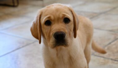 Meet Stanley, the Philadelphia Flyers’ service dog in training – NBC10 Philadelphia
