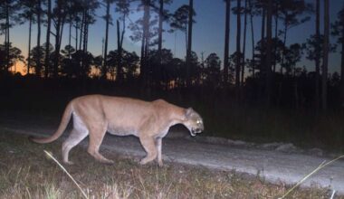Endangered Florida panther deaths reported
