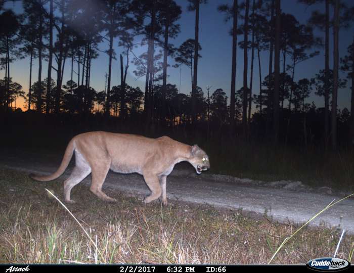 Endangered Florida panther deaths reported