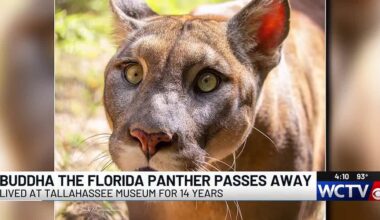 Cherished Florida panther Buddha passes away