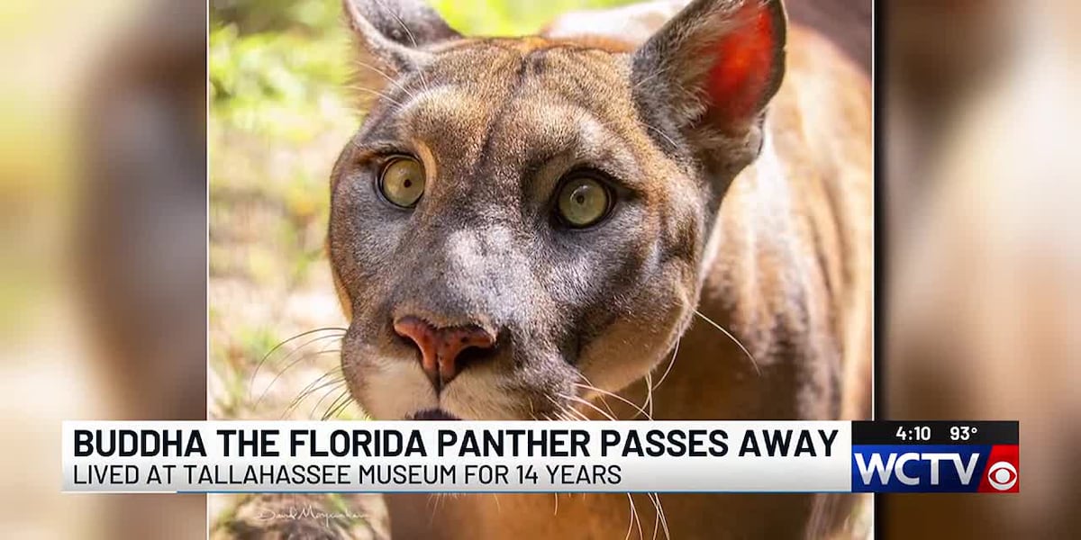 Cherished Florida panther Buddha passes away
