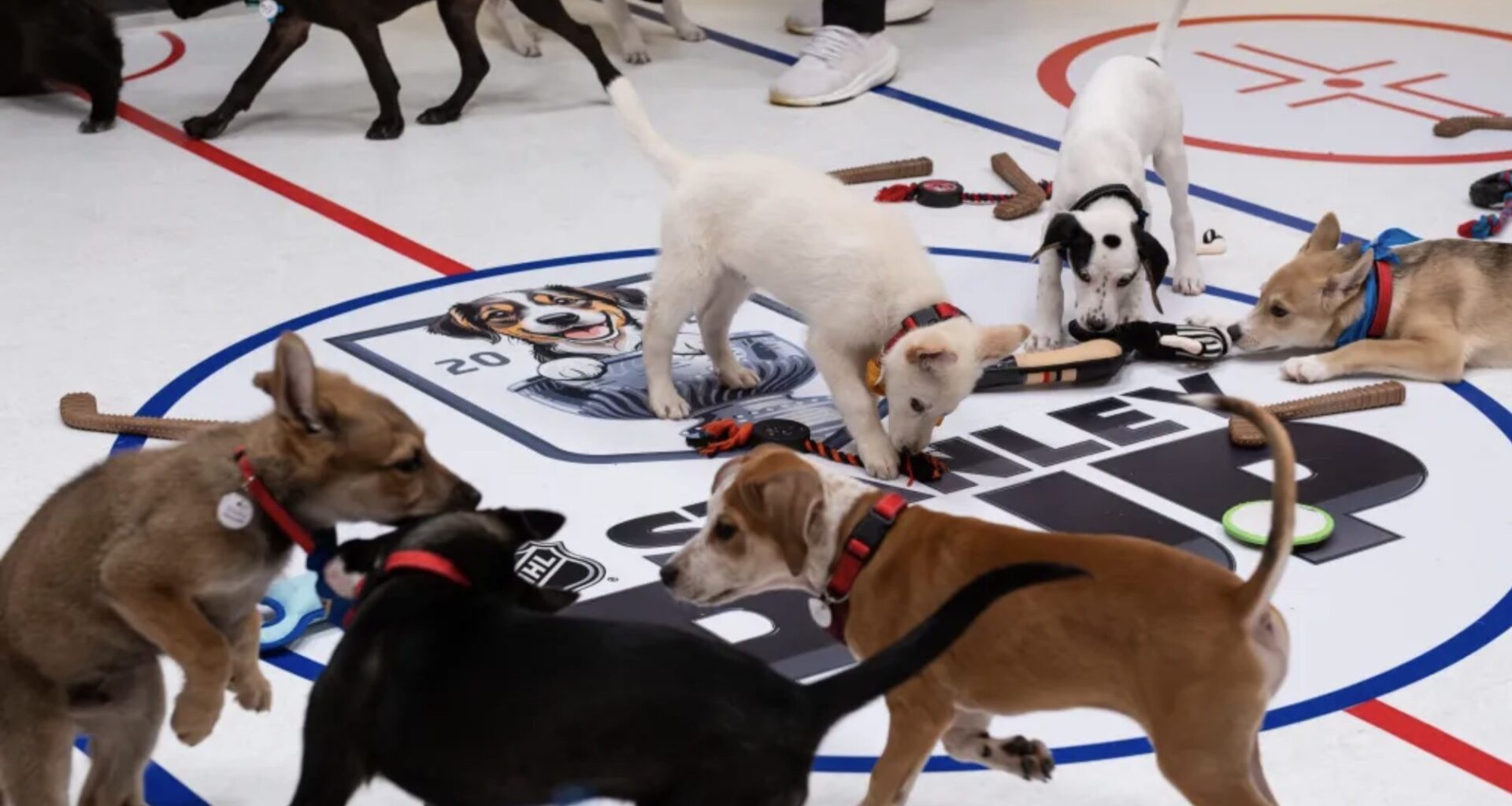 NHL sets date for Stanley Pup 2025 rescue dog competition