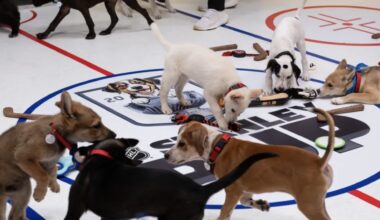 NHL sets date for Stanley Pup 2025 rescue dog competition