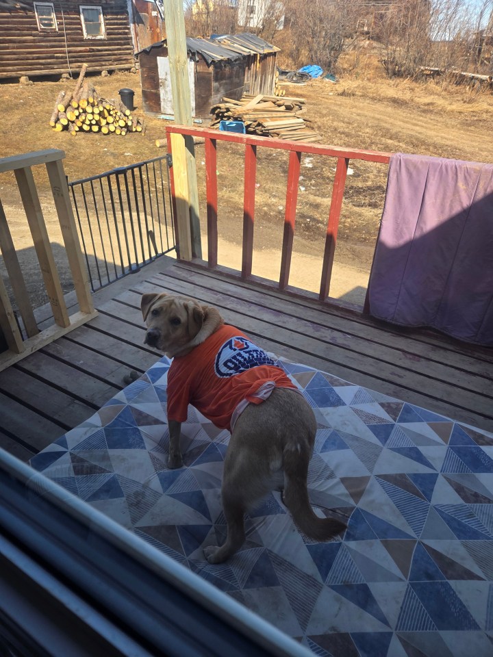 And here's Georgina's dog, Buddy. Photo: Submitted