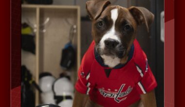 NHL's 'Stanley Pup' is back: Meet the 32 rescue dogs competing for leader of the pack - USA Today