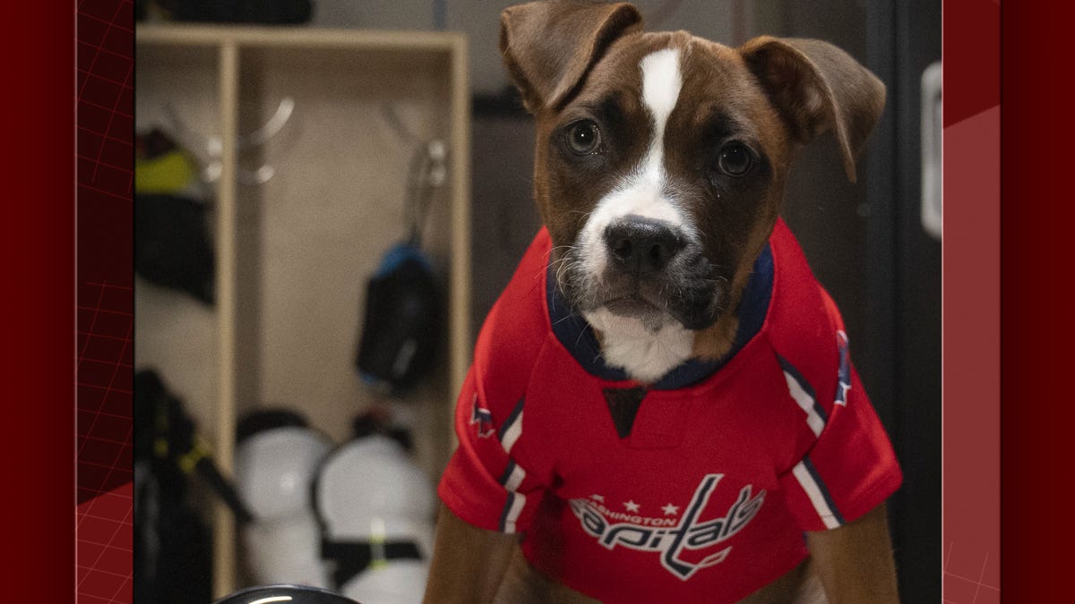 NHL's 'Stanley Pup' is back: Meet the 32 rescue dogs competing for leader of the pack - USA Today