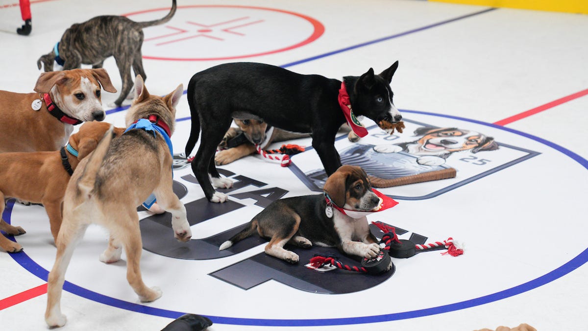 Date, time, participants, where to watch