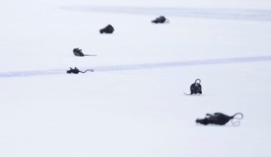 Why do Panthers fans throw plastic rats after home wins?