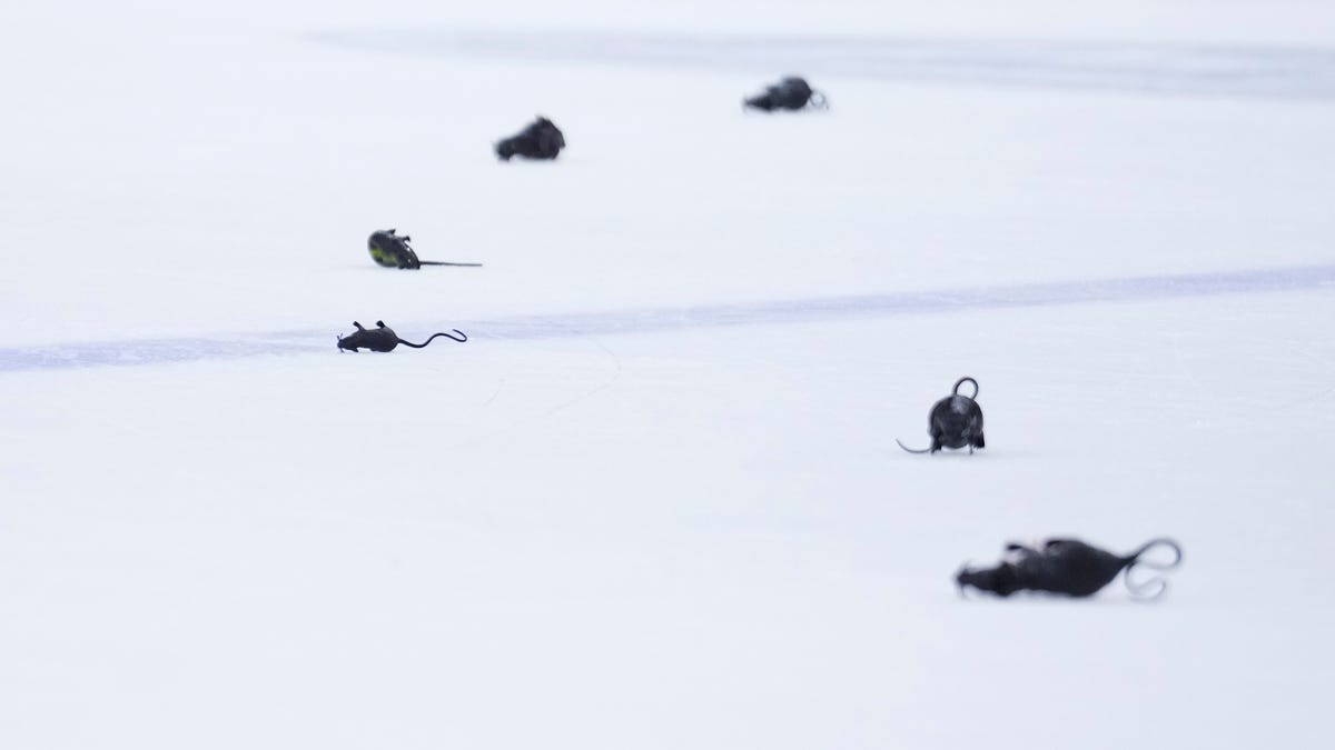 Why do Panthers fans throw plastic rats after home wins?