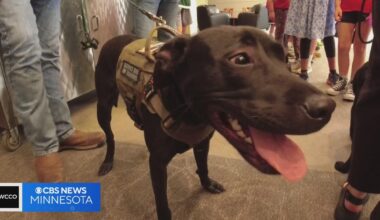 Wild's service dog Rookie heads to new home with local veteran