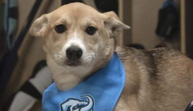 Logan Drooly Utah Mammoth NHL Stanley Pup...