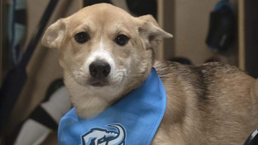 Logan Drooly Utah Mammoth NHL Stanley Pup...