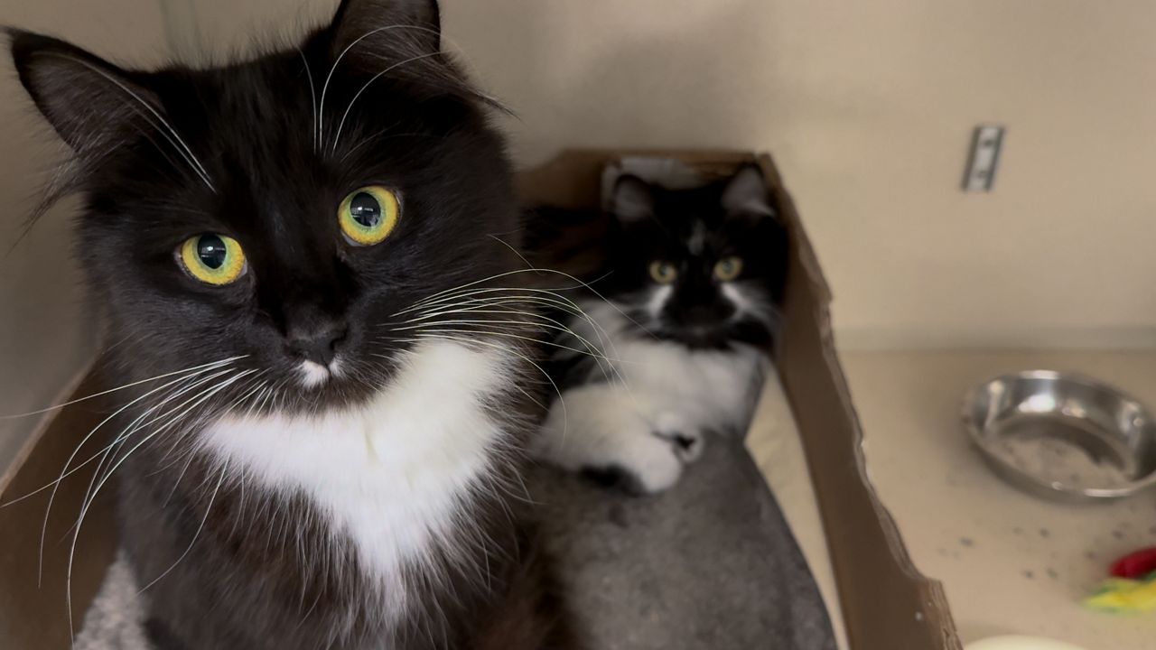 A cat at Second Chance Animal Services. (Spectrum News 1/Devin Bates)