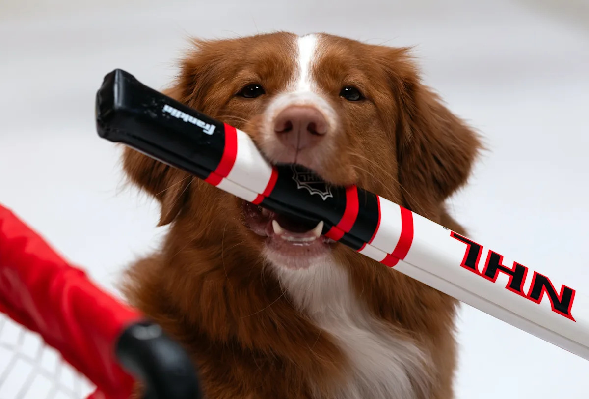 Download app from appStore