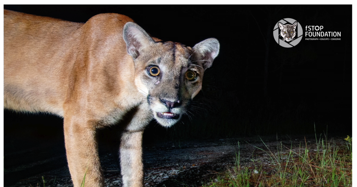 Can a love of the wild save the Florida panther? Absolutely!