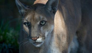 Genetic rescue reduces harmful mutations in Florida panthers without erasing local ancestry