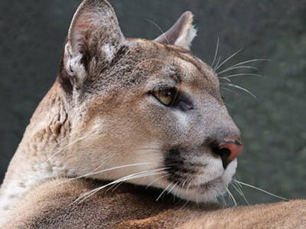 Florida panther mortality update | South Central Florida Life