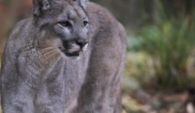 Florida Panther killed by vehicle in Pasco County | State
