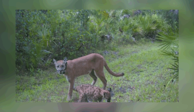Footage of Florida panther with 2 kittens surprises CREW volunteers | Lee County