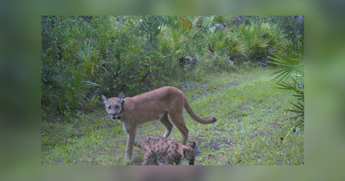 Footage of Florida panther with 2 kittens surprises CREW volunteers | Lee County