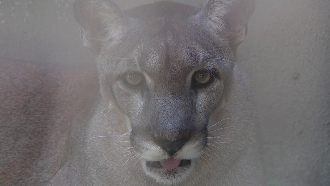 Panther death reported in Pasco County