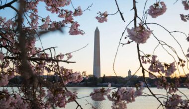 Cherry blossom jersey power rankings: Which D.C. team did it best?