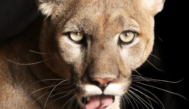 Pasco County records its first endangered Florida panther death