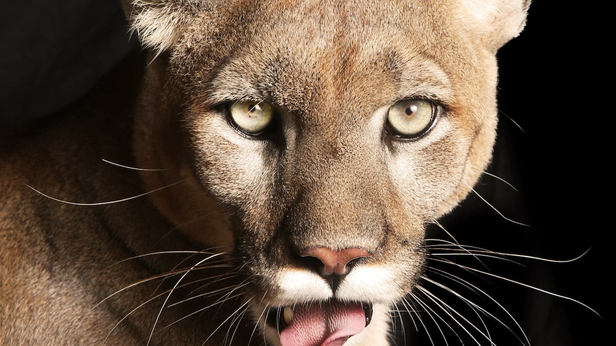 Pasco County records its first endangered Florida panther death