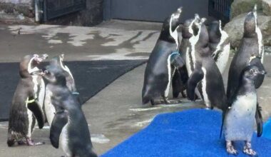 Humboldt penguins and pelicans join Pittsburgh Zoo's Kids Kingdom