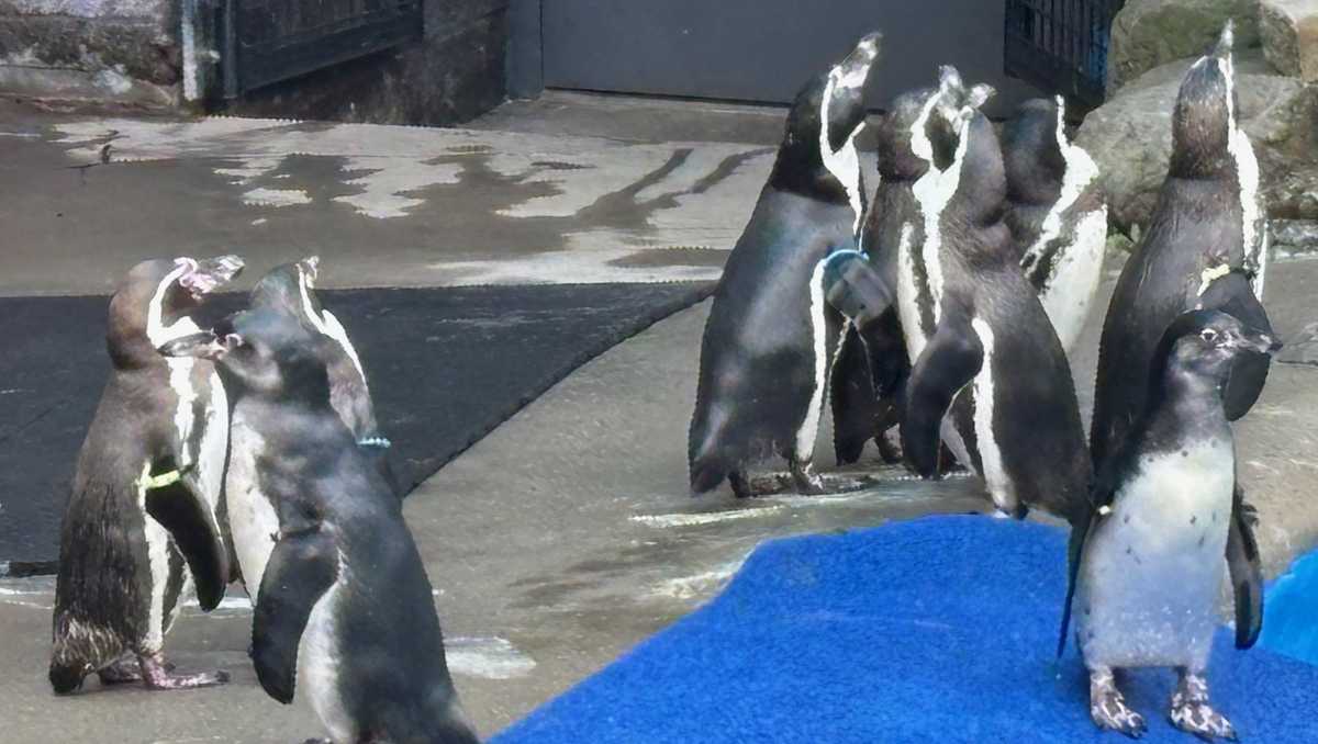 Humboldt penguins and pelicans join Pittsburgh Zoo's Kids Kingdom