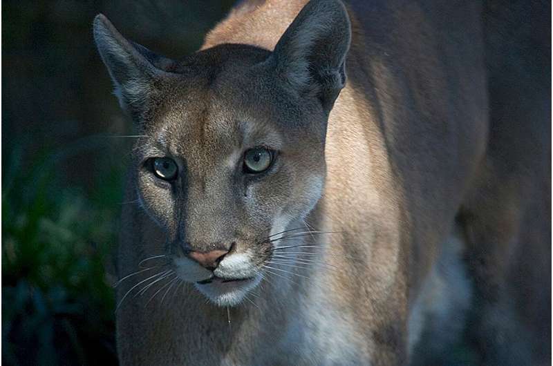 Researchers find interbreeding intervention for Florida panthers decreased effects of harmful mutations