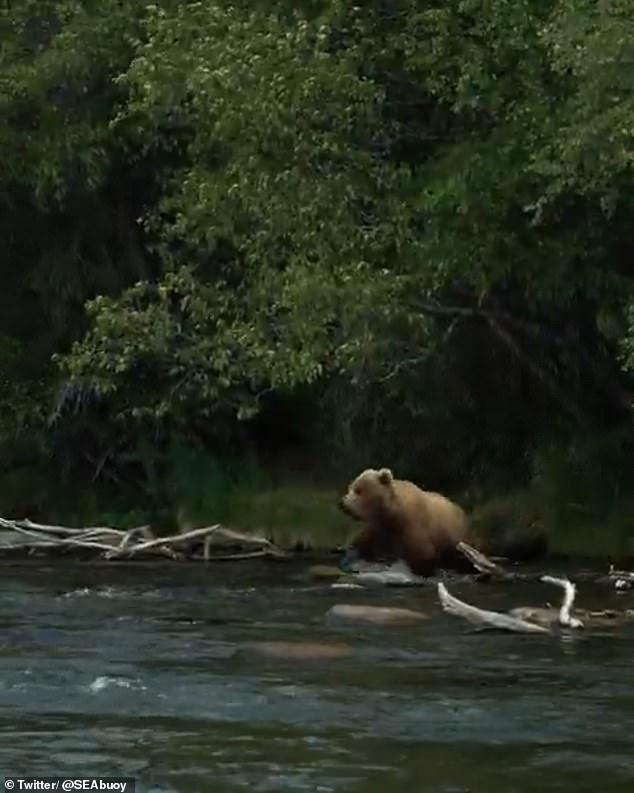 The location of the incident is famed for its salmon fishing, as this bear already knows