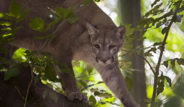 Florida panther