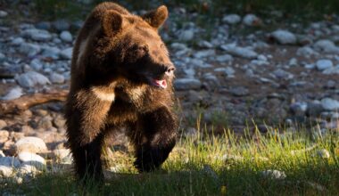 Grizzly Bear Confronts NHL Team’s Mascot