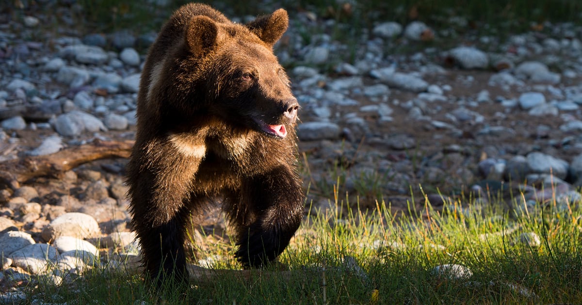 Grizzly Bear Confronts NHL Team’s Mascot