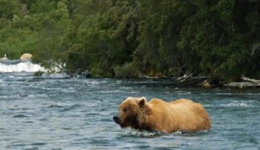Terrifying Scene Shows Kraken Forward and Mascot Nearly Mauled by Bear While Filming in Alaska